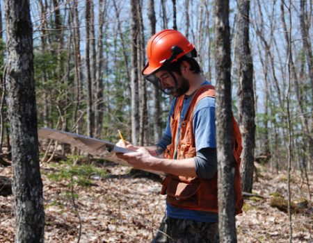 Services d’accompagnement et de planification de l’aménagement de votre boisé